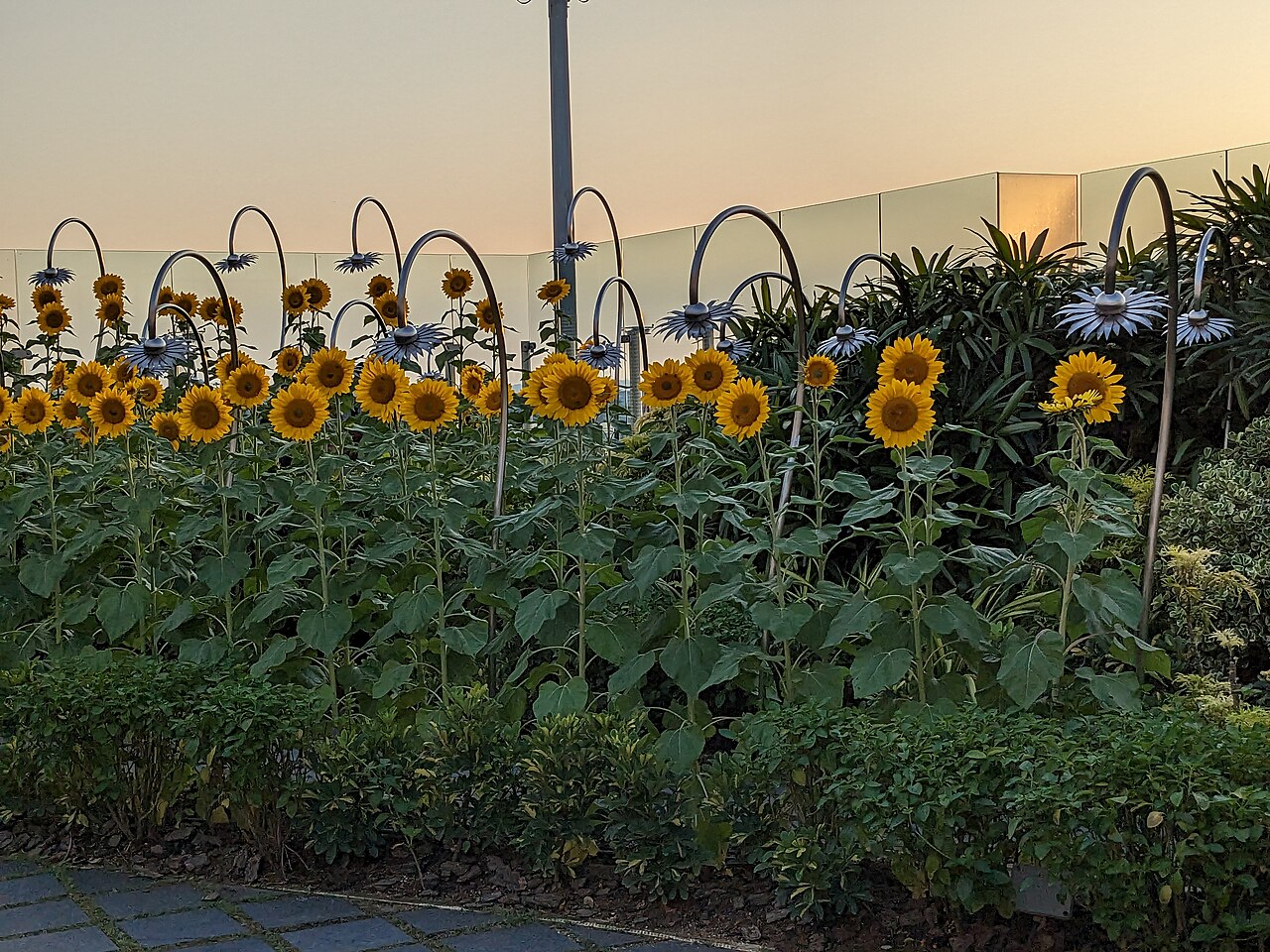 Sunflower Garden at Changi Airport